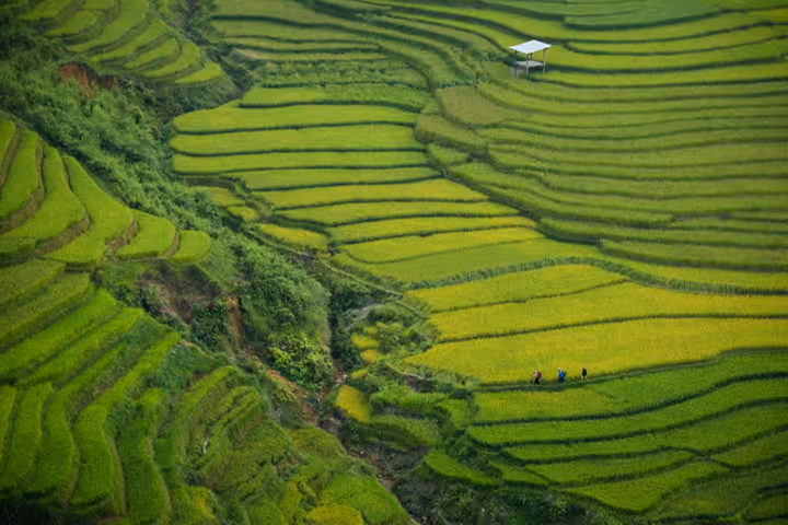 Rizières en terrasses vertes sur les pentes autour de Sapa