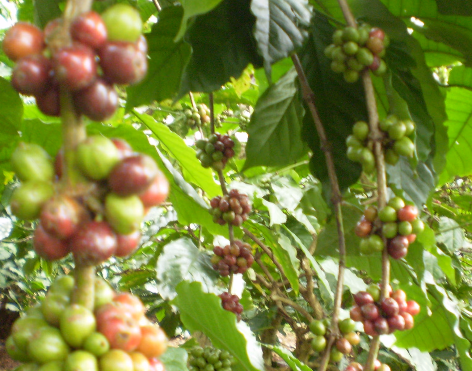 Cerises de café robusta mûrissant sur un arbre à Buôn Ma Thuột