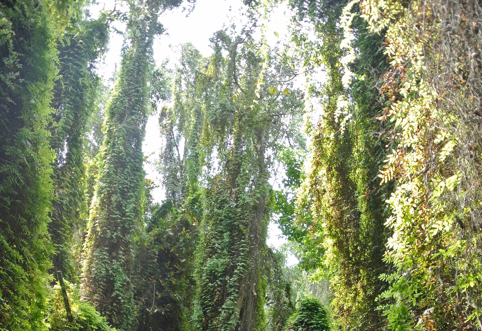 Canal étroit sous les arbres à Xẻo Quýt