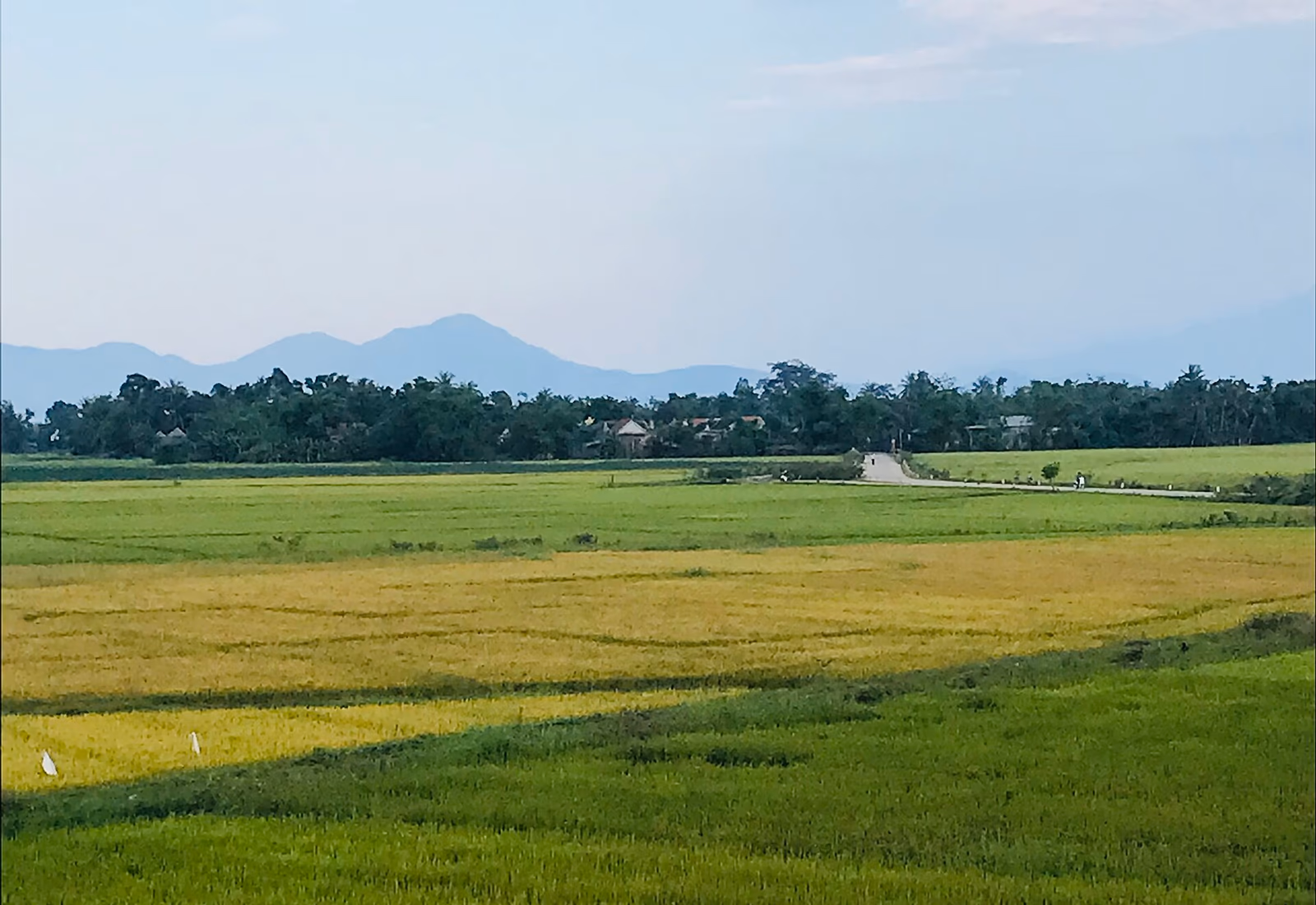 Rizières vertes dans la plaine d’An Giang