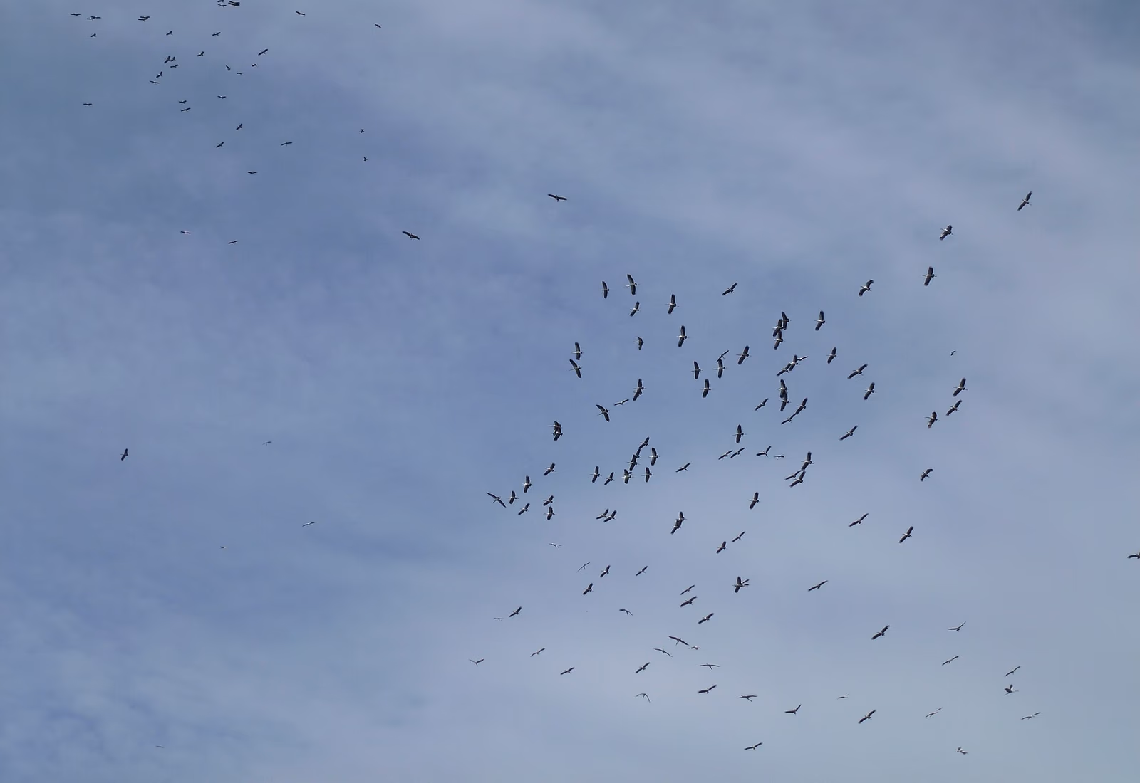 Oiseaux dans les zones humides du parc national de Tràm Chim