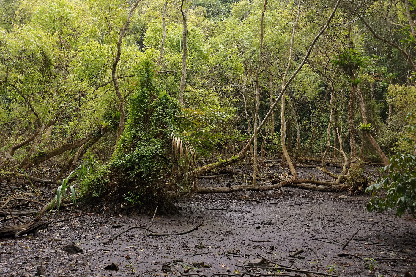Sous-bois et fond asséché du lac saisonnier Ao Ếch dans le parc national de Cát Bà