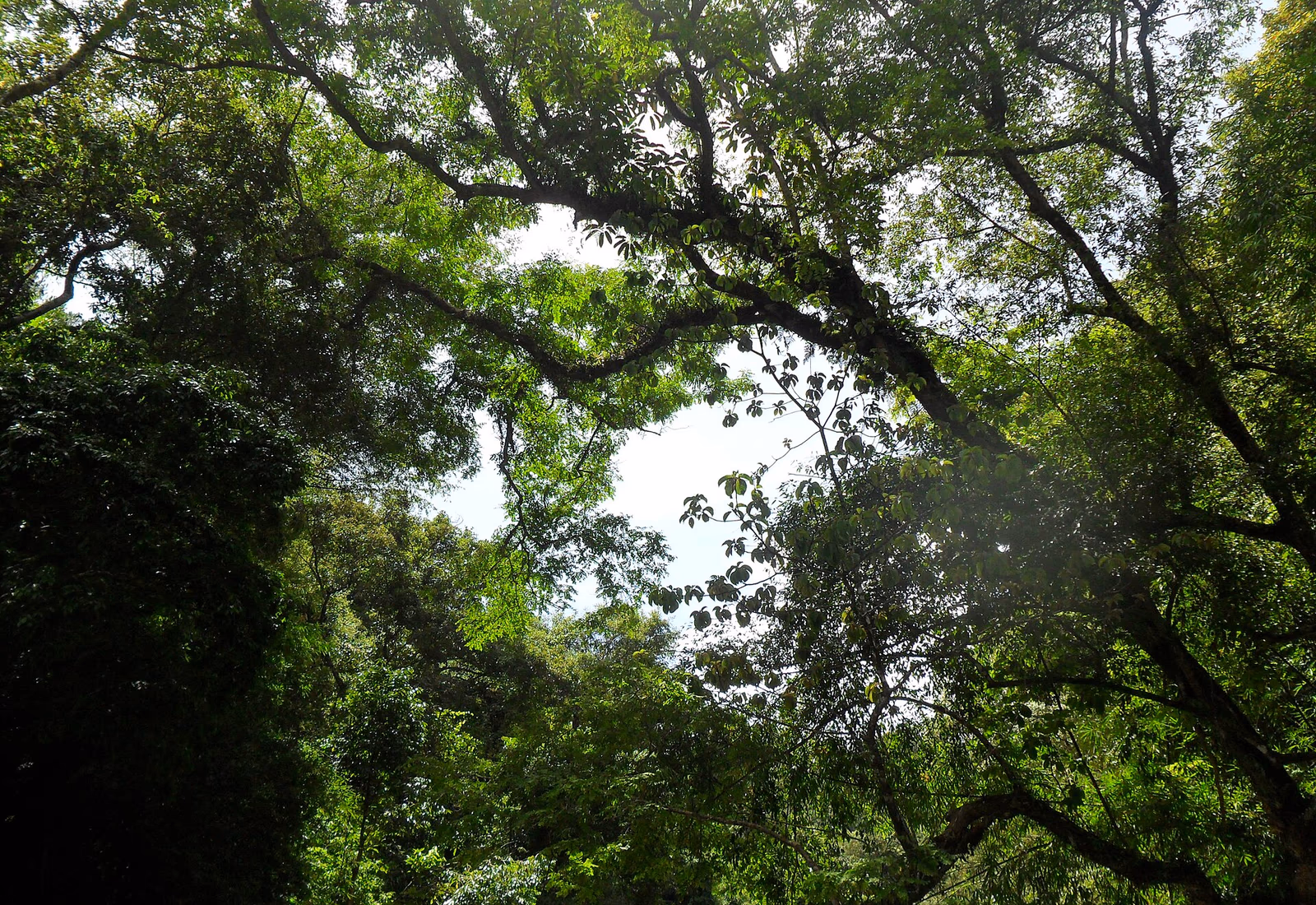 Route traversant la forêt dans les hautes terres de Kon Tum