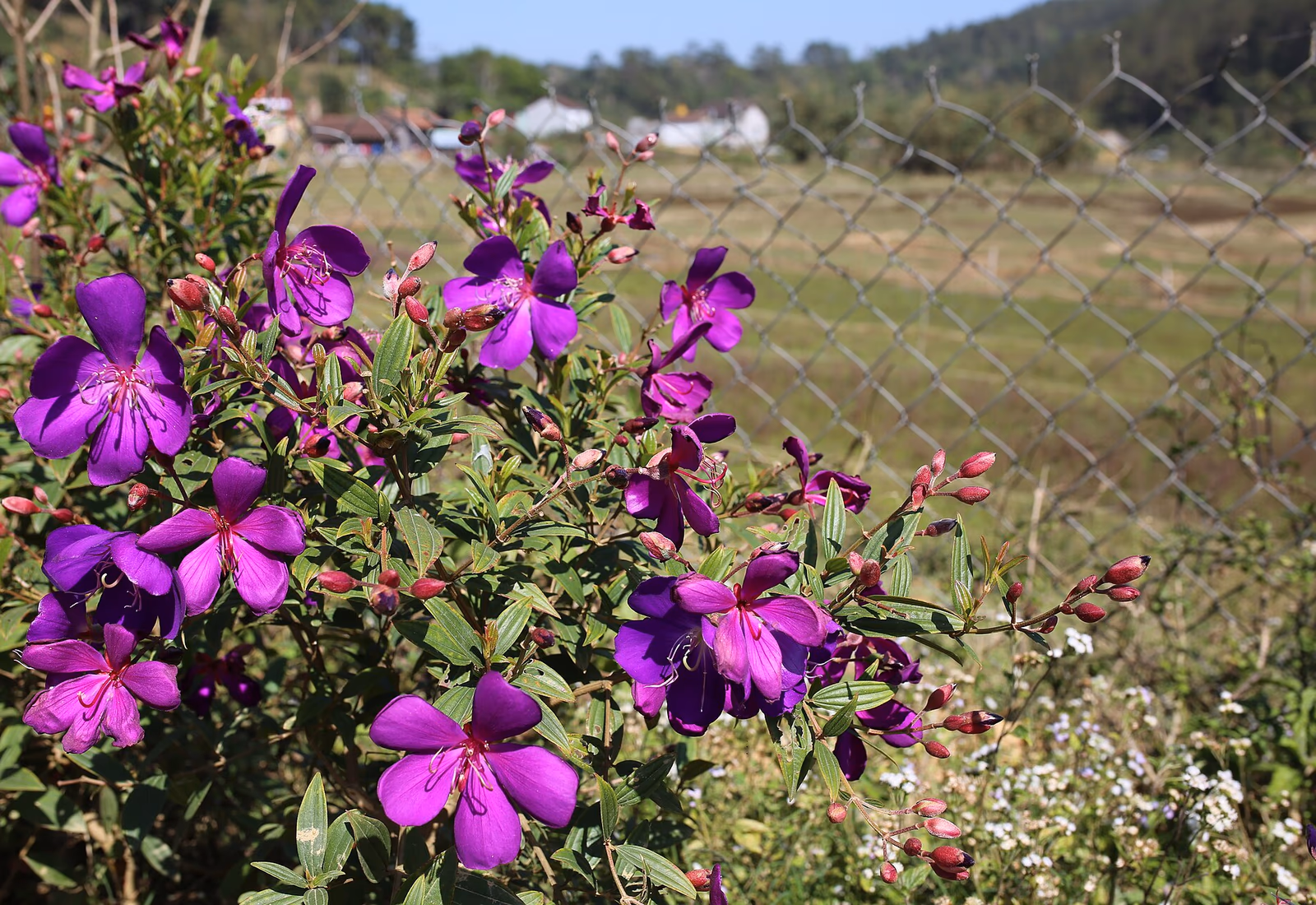Fleurs et clôture dans le village de Kon Pring près de Măng Đen